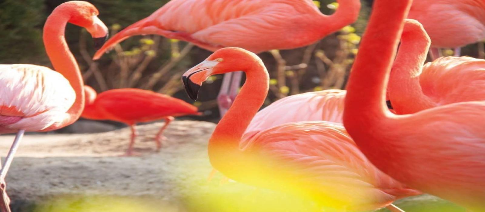 2e-paasdag-pantropica-(2)-5