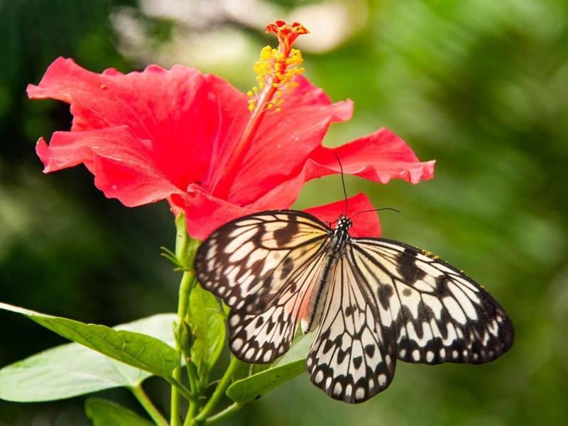 2e-paasdag-pantropica-(3)-5