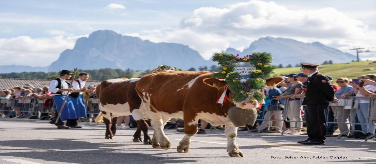 almabtrieb-katelruth---tv-seiser-alm-fabian-dalpiaz-4