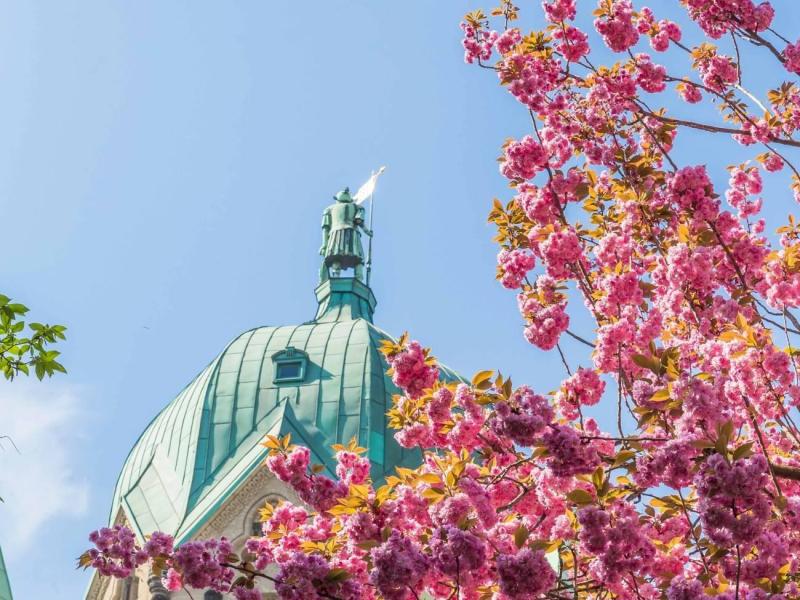 blumenbilderneuss-quririnus-mai2019-c-stegemann002-4