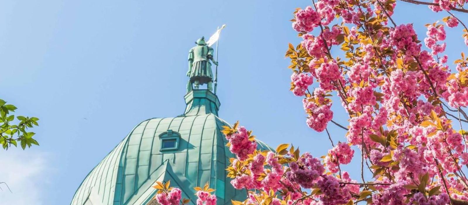 blumenbilderneuss-quririnus-mai2019-c-stegemann002-4