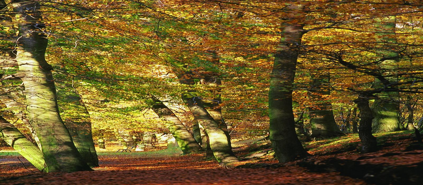 bos.herfst-(1)