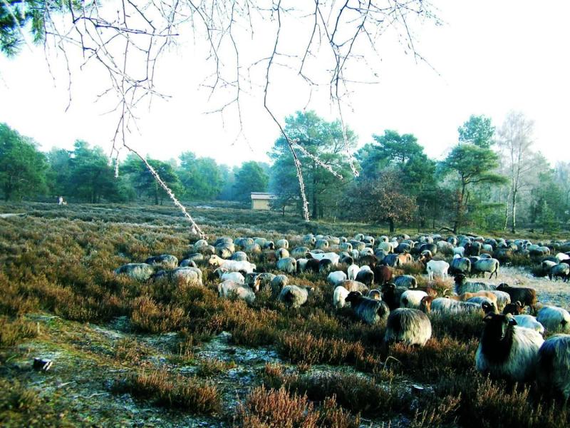 carnavalsreis-luneburgerheide-2026-(2)