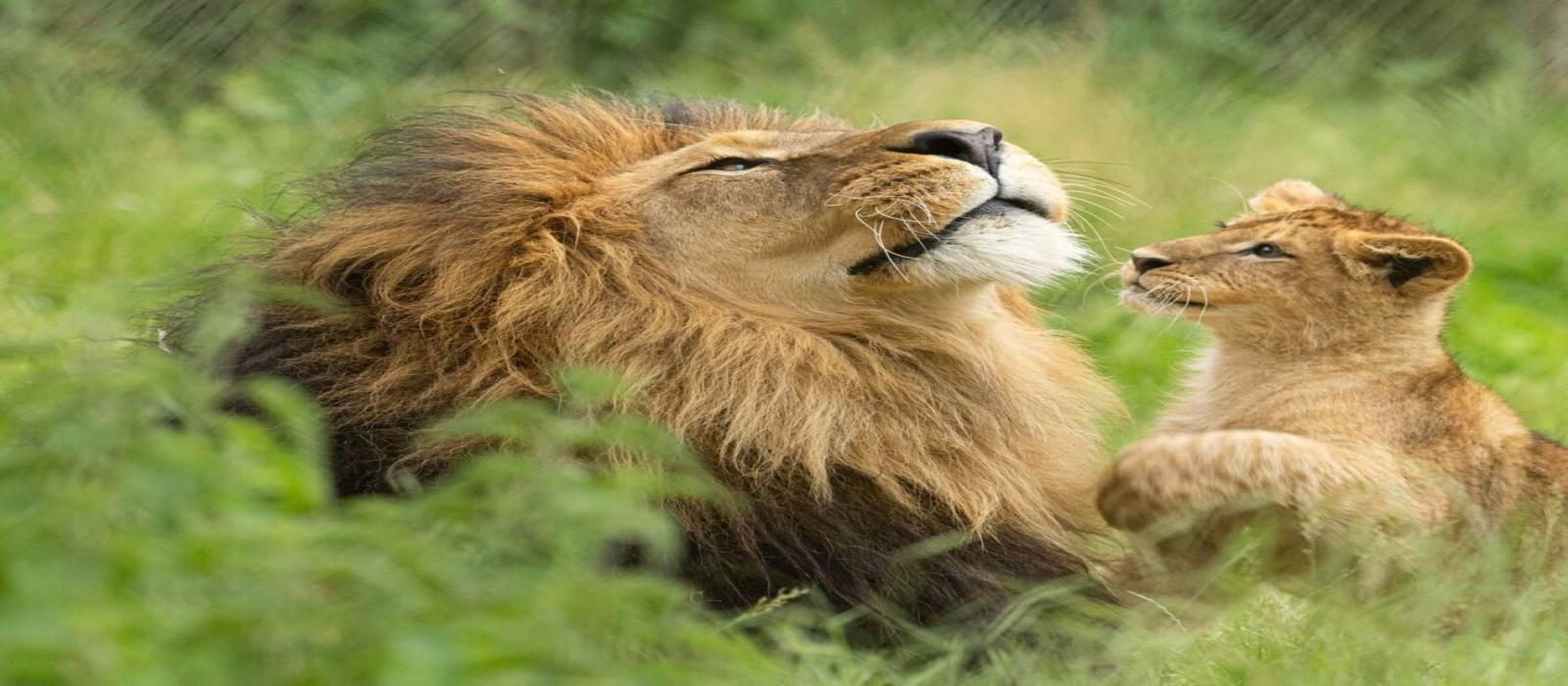 large-galina_mi4a2804-4-(1)