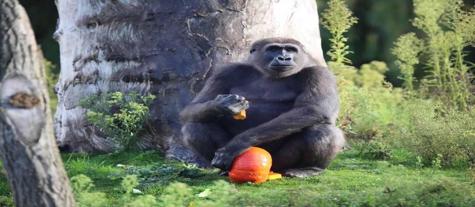 large-ih4a8332-4-(1)