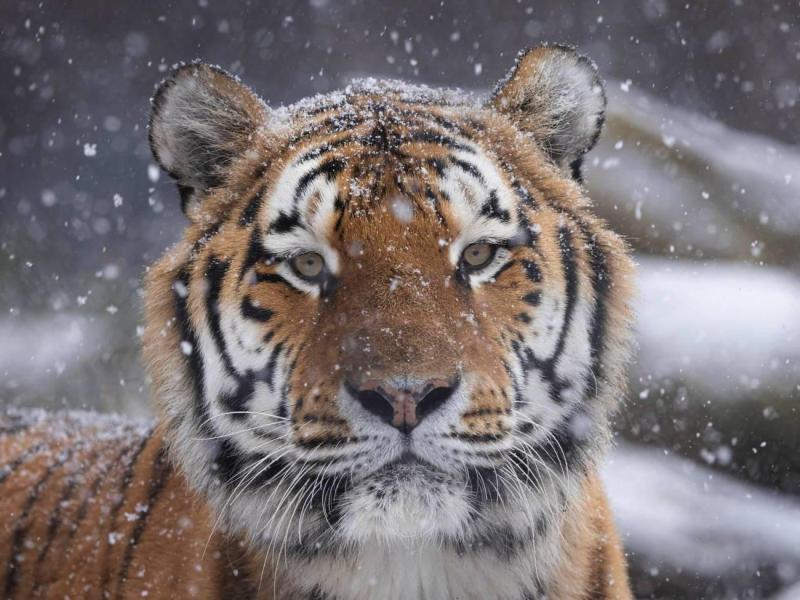 pairi-daiza-kerst-website-(5)