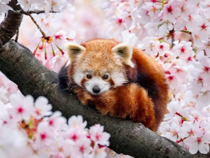 small-pandaroux-retravaill---5