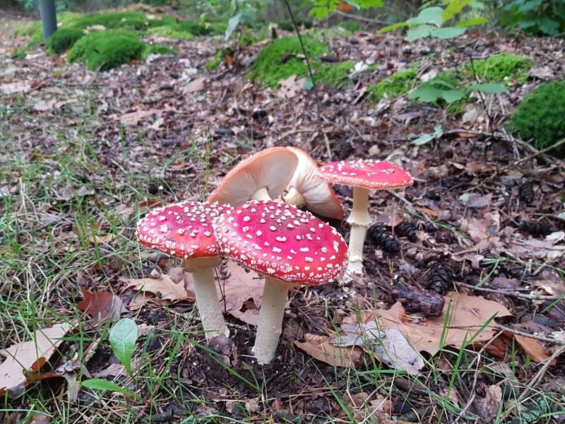 vliegenzwammen-(foto-nienke)-(1)-4