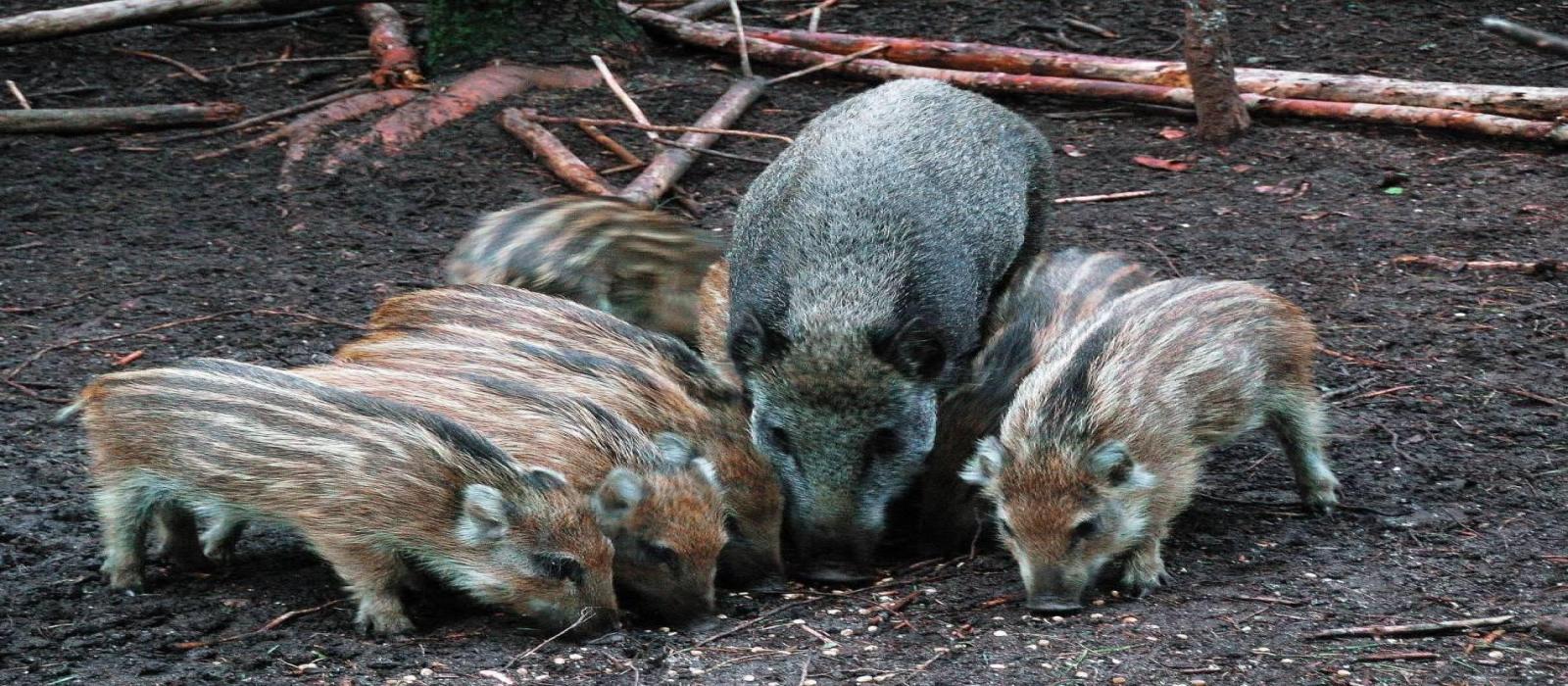 wild-boar-2331823_1920-(gedownlaod-via-pixabay---rechtenvrij)-4