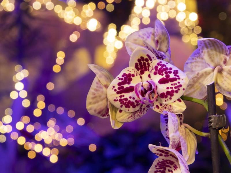 winterdroom-2024---pantropica-(6)-4
